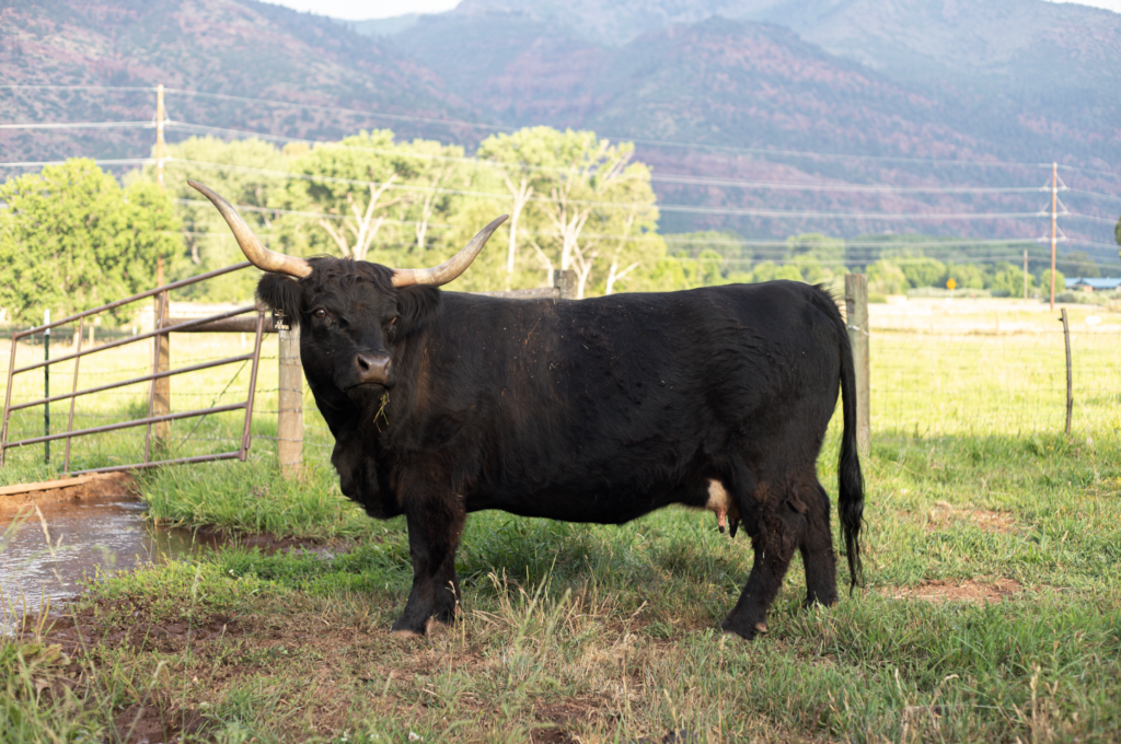 AH Alana Dubh - Registered American Highland Cattle Association purebred cow in Western Colorado.
