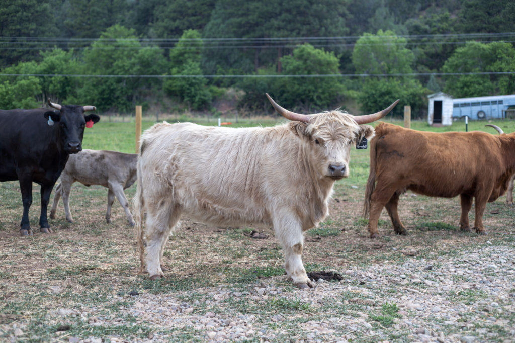 Bushy Acres Moonlight - Purebred registered American Highland broodstock in Durango Colorado.