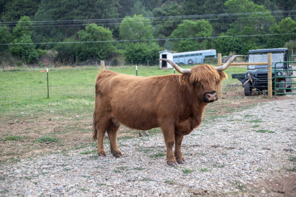 EH Garnet - Registered American Highland Cattle Association purebred beef cattle in Western Colorado.