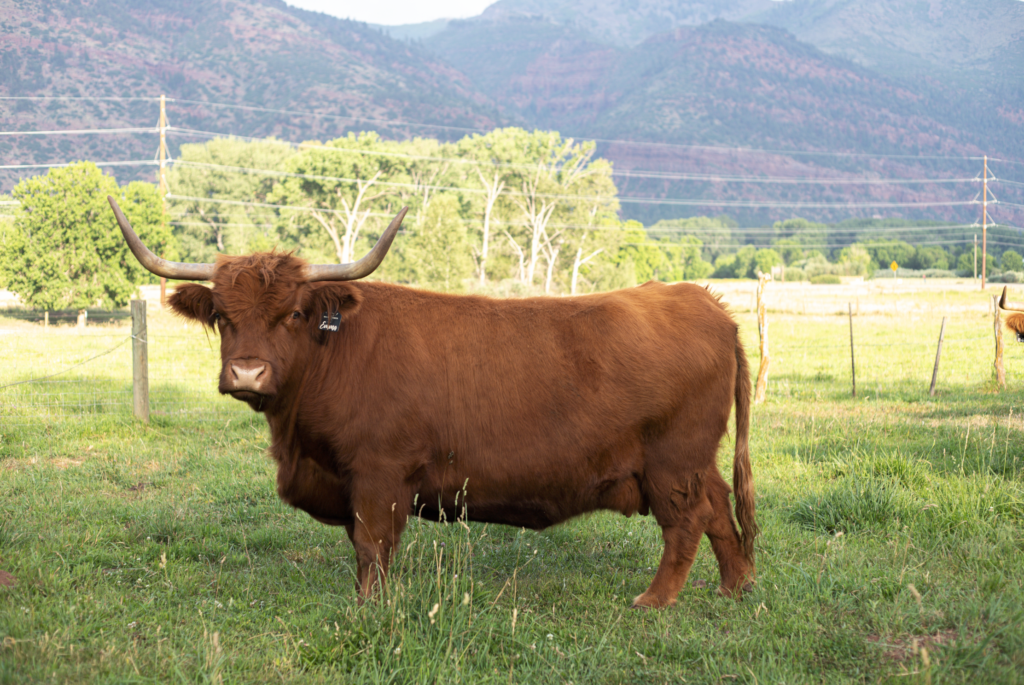 Flatheads Strathisla Emma - Purebred registered American Highland cow in Durango Colorado.