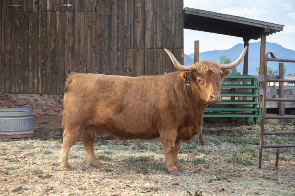 Flintridge TaLulah - Purebred registered American Highland Cattle raised in Western Colorado.
