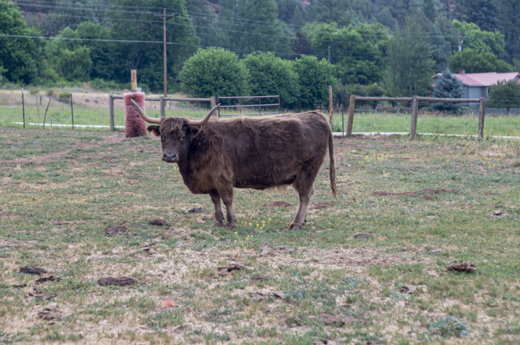 LEA Restless Charmer - Purebred registered American Highland cow on high-country Colorado ranch.