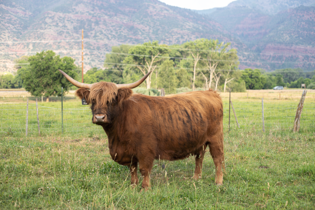 RMH Freya - Registered American Highland cow grazing on high-country Colorado ranch.