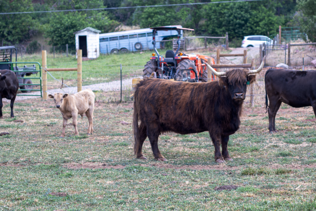 Thistledowns Tigger - Purebred American Highland Cattle registered broodstock in Western Colorado.