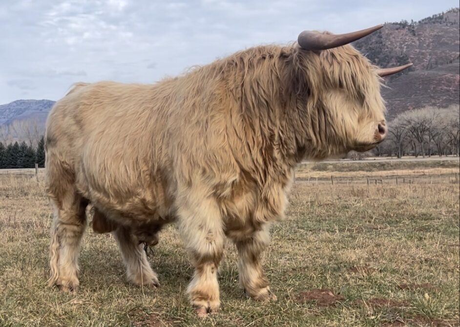 Whiskey Belle MacDuff - Registered American Highland Cattle raised in Durango Western Colorado